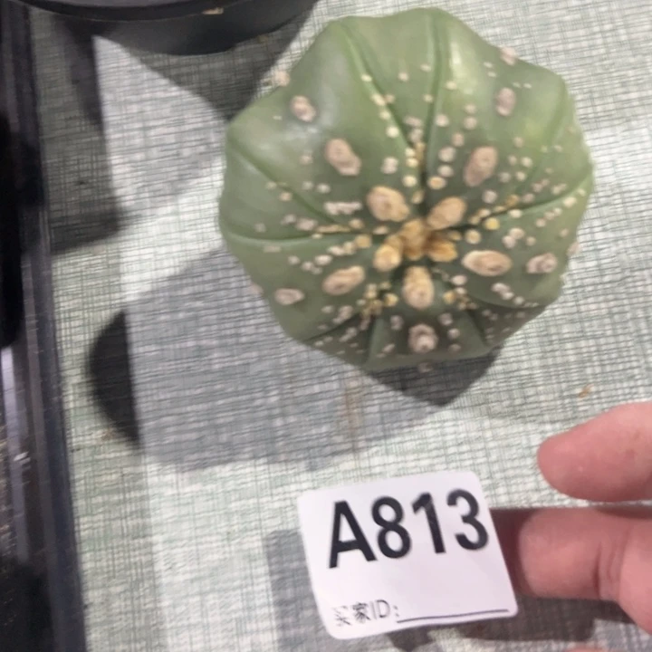 风***里兜星球仙人球813号球