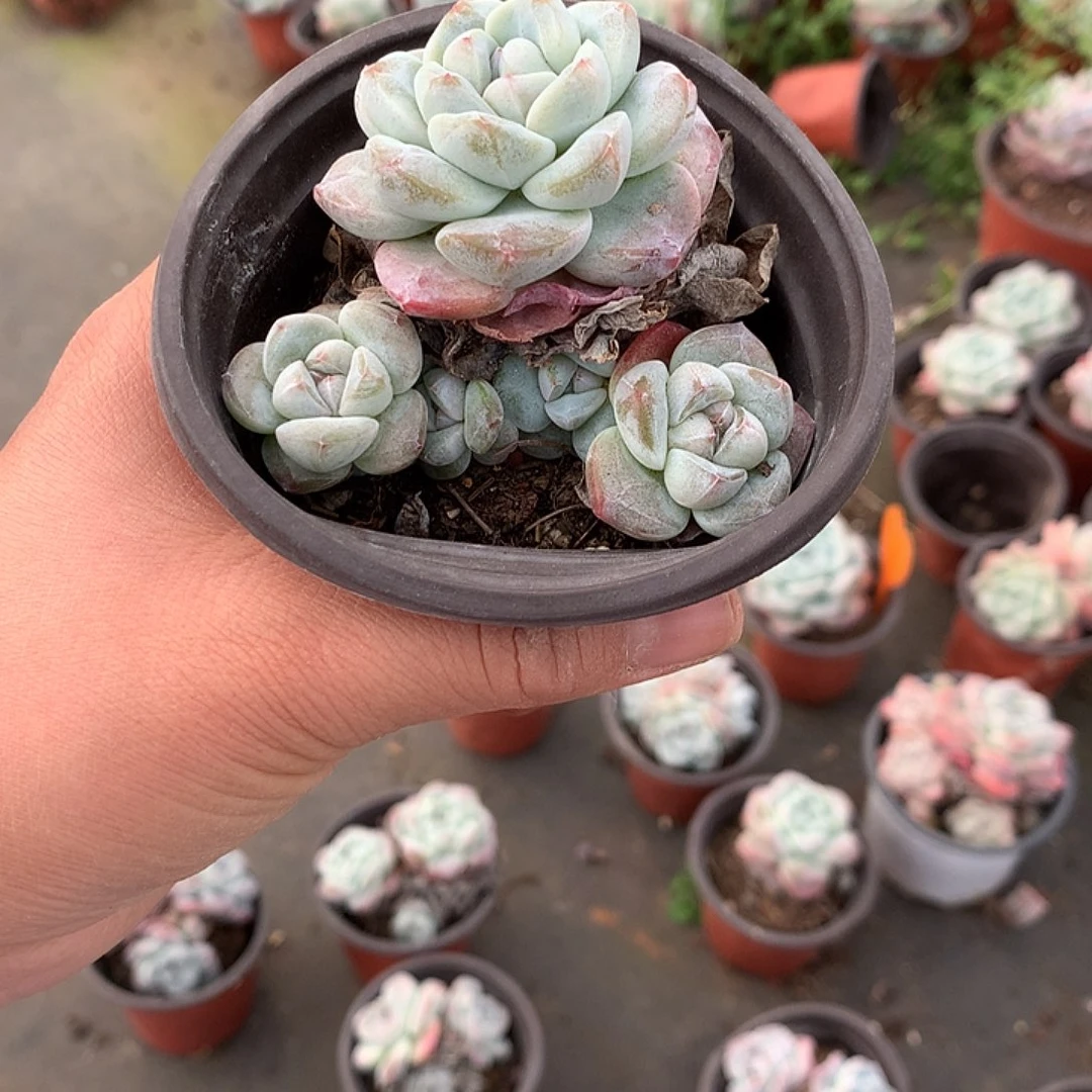 暖暖哈哈哈哈哈哈哈哈