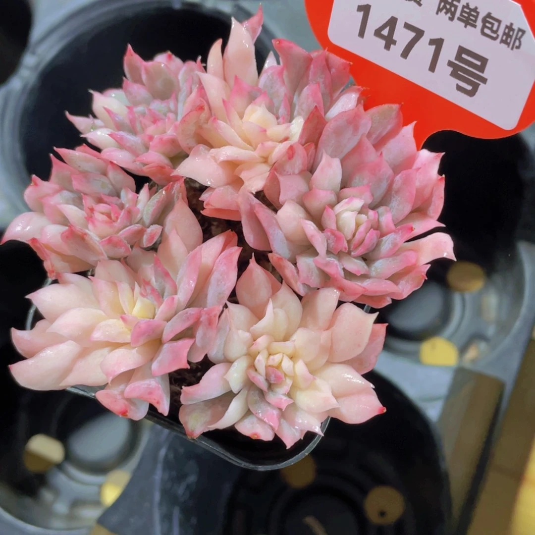 1471号 老桩捧花紫罗兰锦