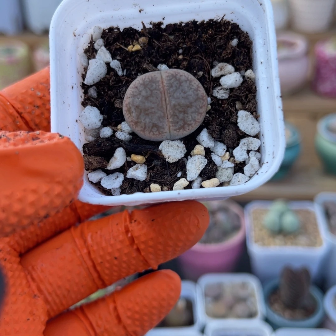 多肉植物一物一拍22