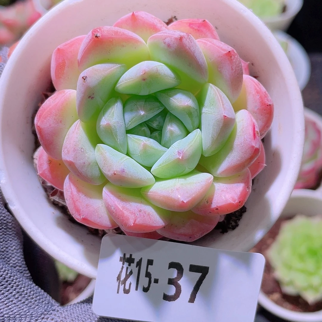 花利美15-37白桃汽水