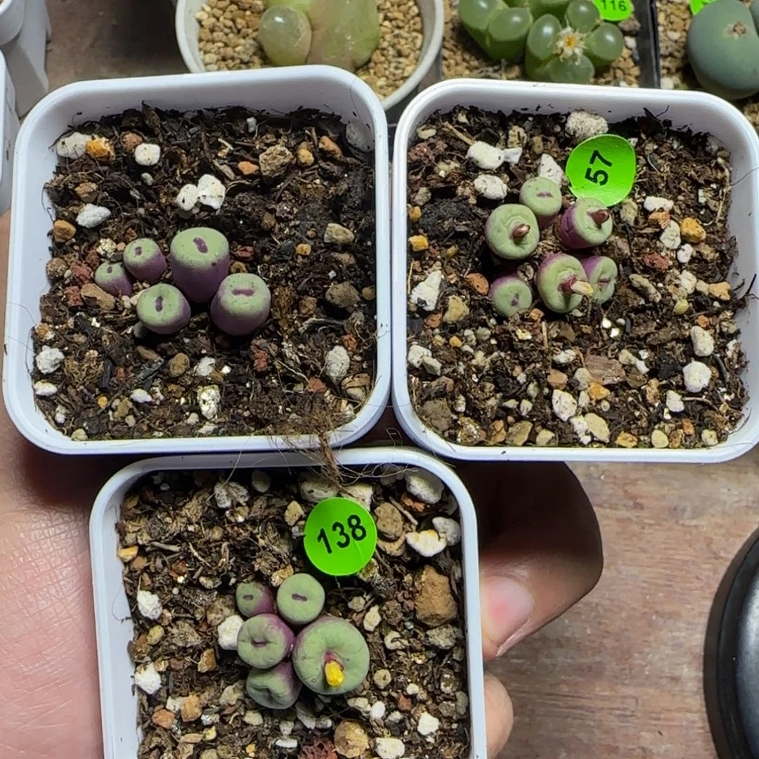 M***安专拍漂亮多肉植物57