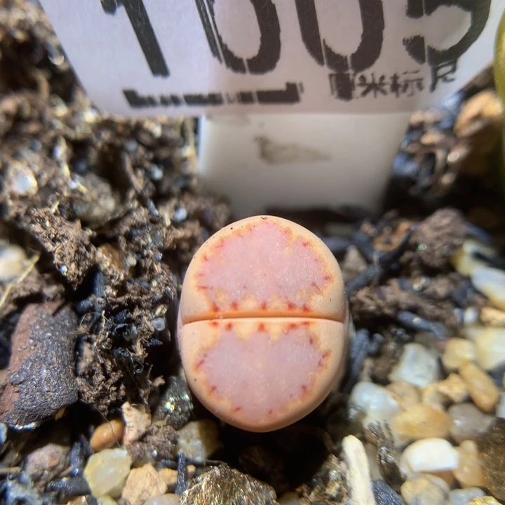 zzz精品生石花1005