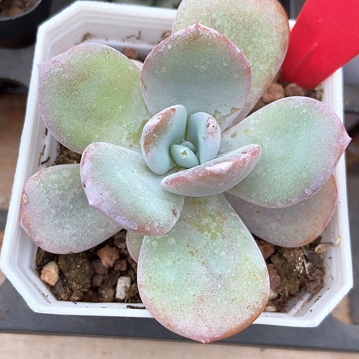 多肉植物韩版奶茶981