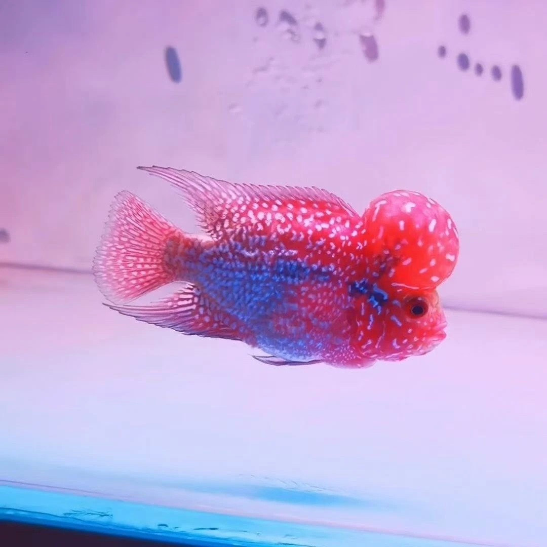 直播间罗汉鱼专拍12号