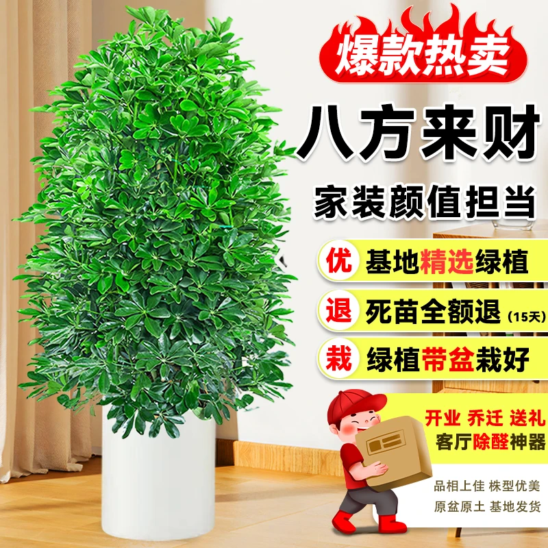 【老桩】1.4-1.6米鸭脚木盆栽八方来财绿植物花卉室内鸭掌木七叶莲