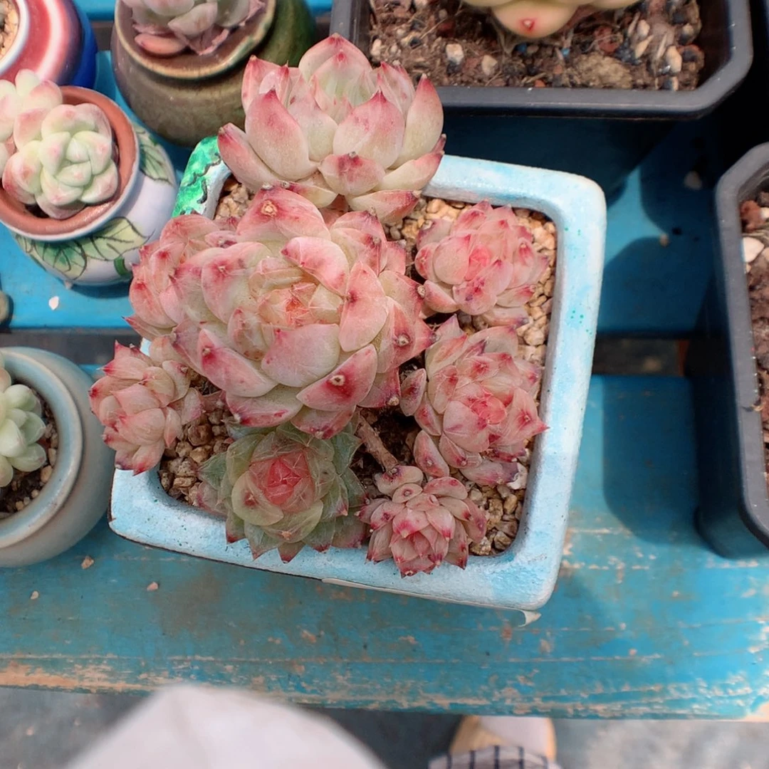 58包邮  群生不包整 珍妮45