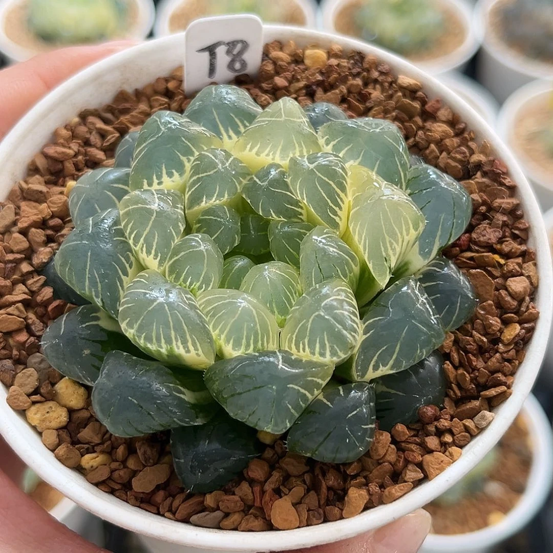 8糊斑湖水玉露锦一物一图