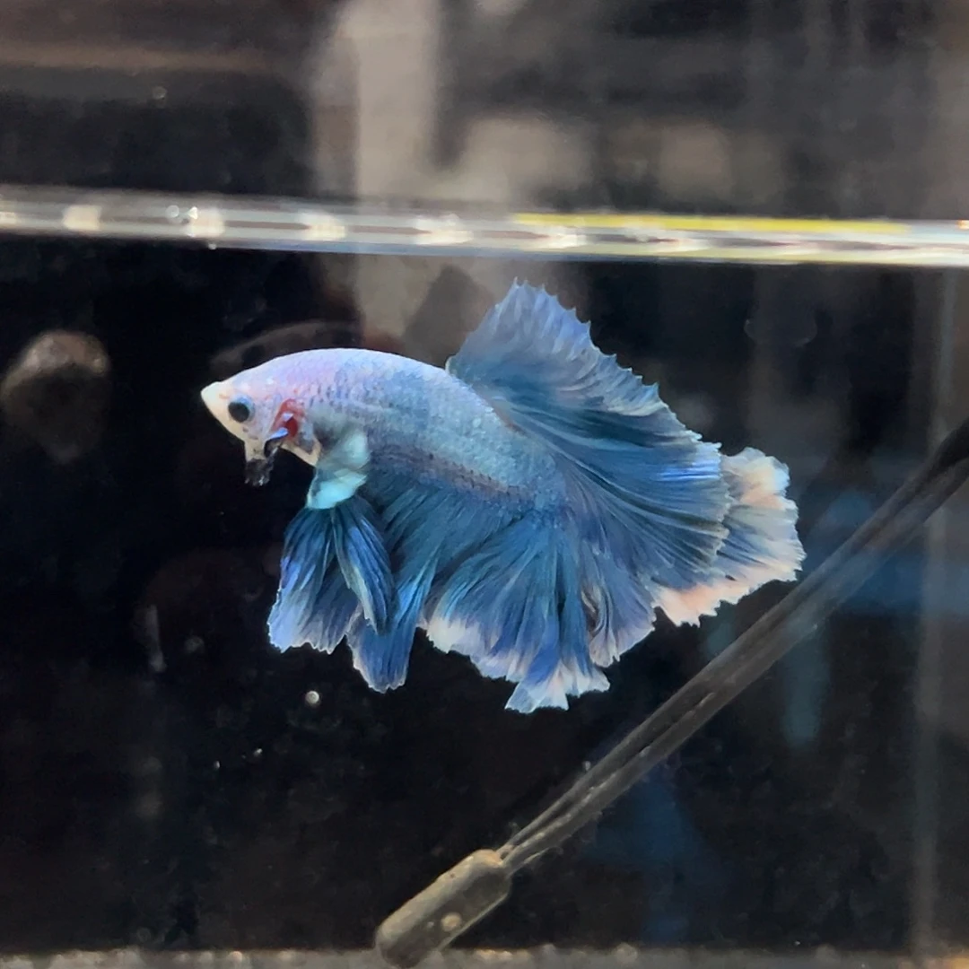 斗鱼30号牛仔蓝斗鱼