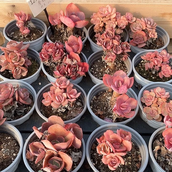 127秀妍 群生 福利多多