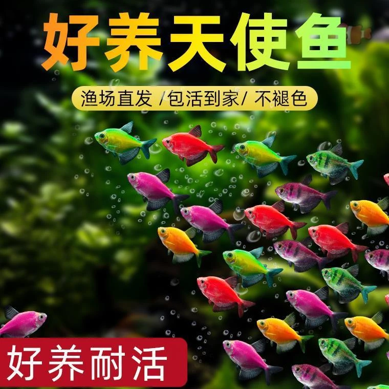 七彩天使鱼小型热带观赏鱼颜色丰富群游好养适合新手