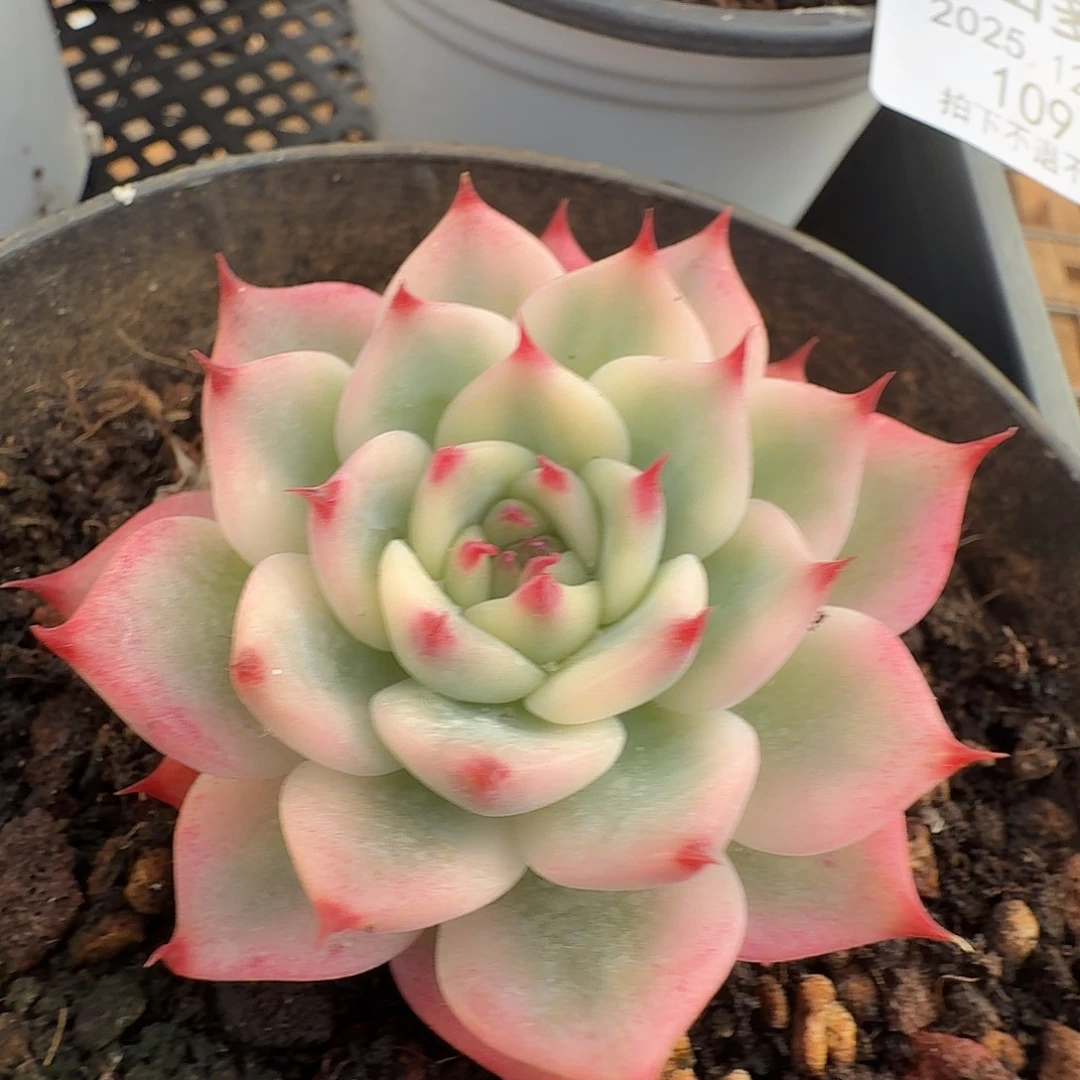 吉娃娃锦1111127-108