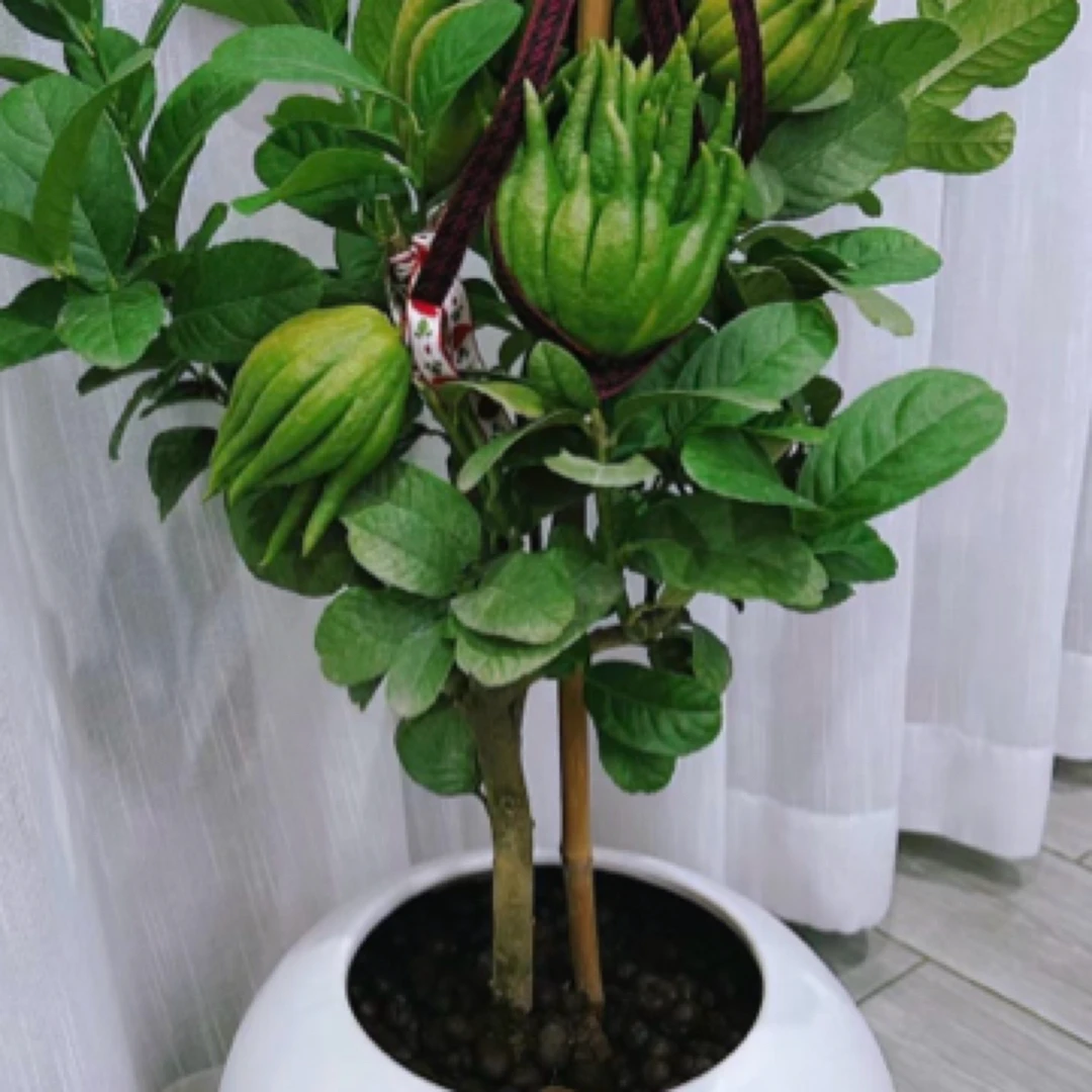 金华佛手盆栽庭院花卉净化佛手柑观赏