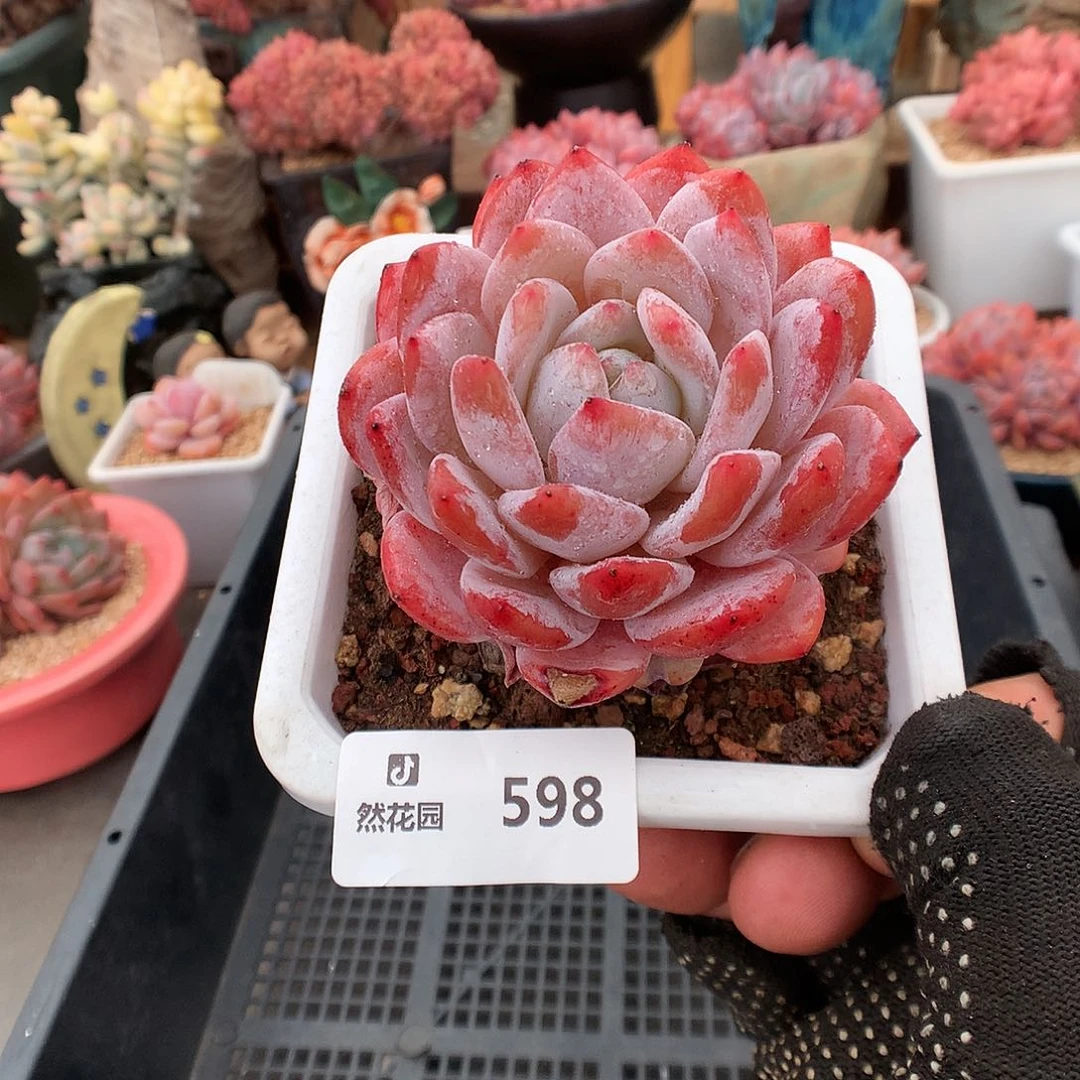 598雪天使多肉植物6663