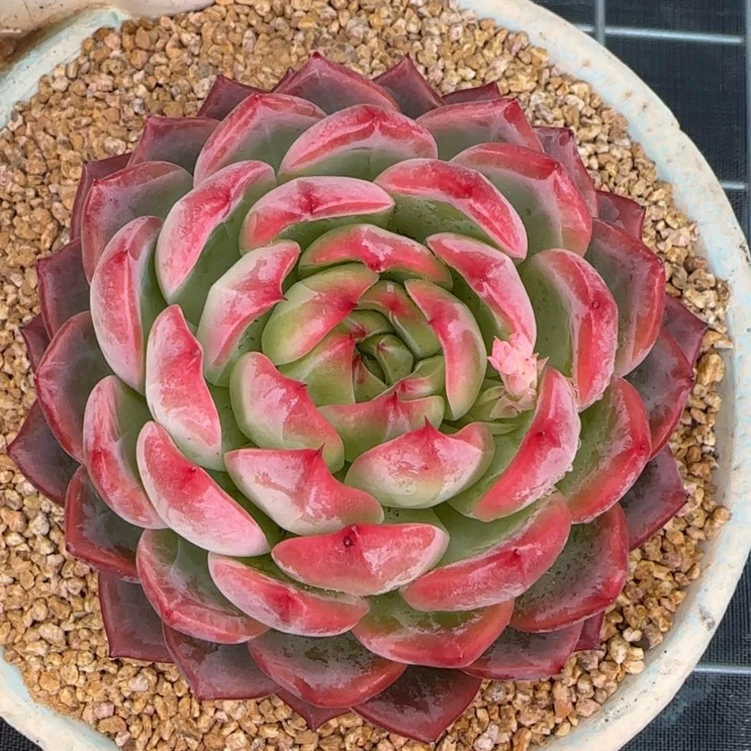 柯**团从前慢花园精选多肉0223-2