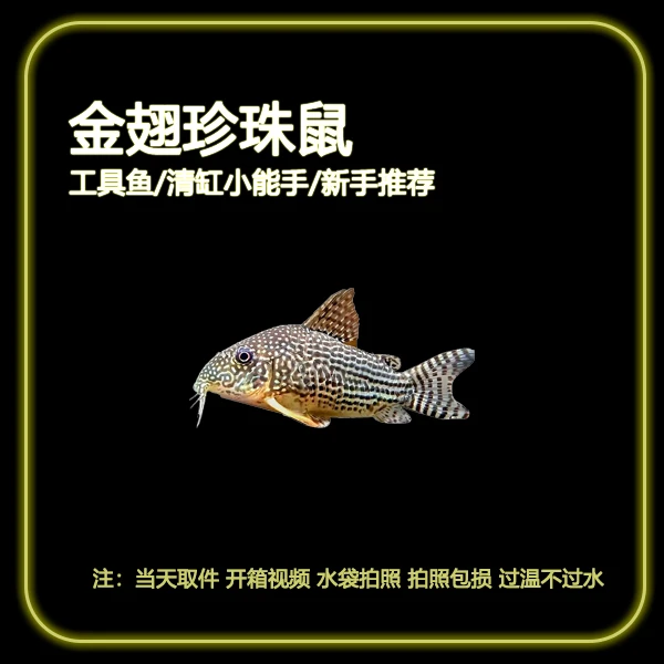 【金翅珍珠鼠】珍珠鼠鱼小型热带观赏鱼底层清洁工具鱼垃圾清道夫