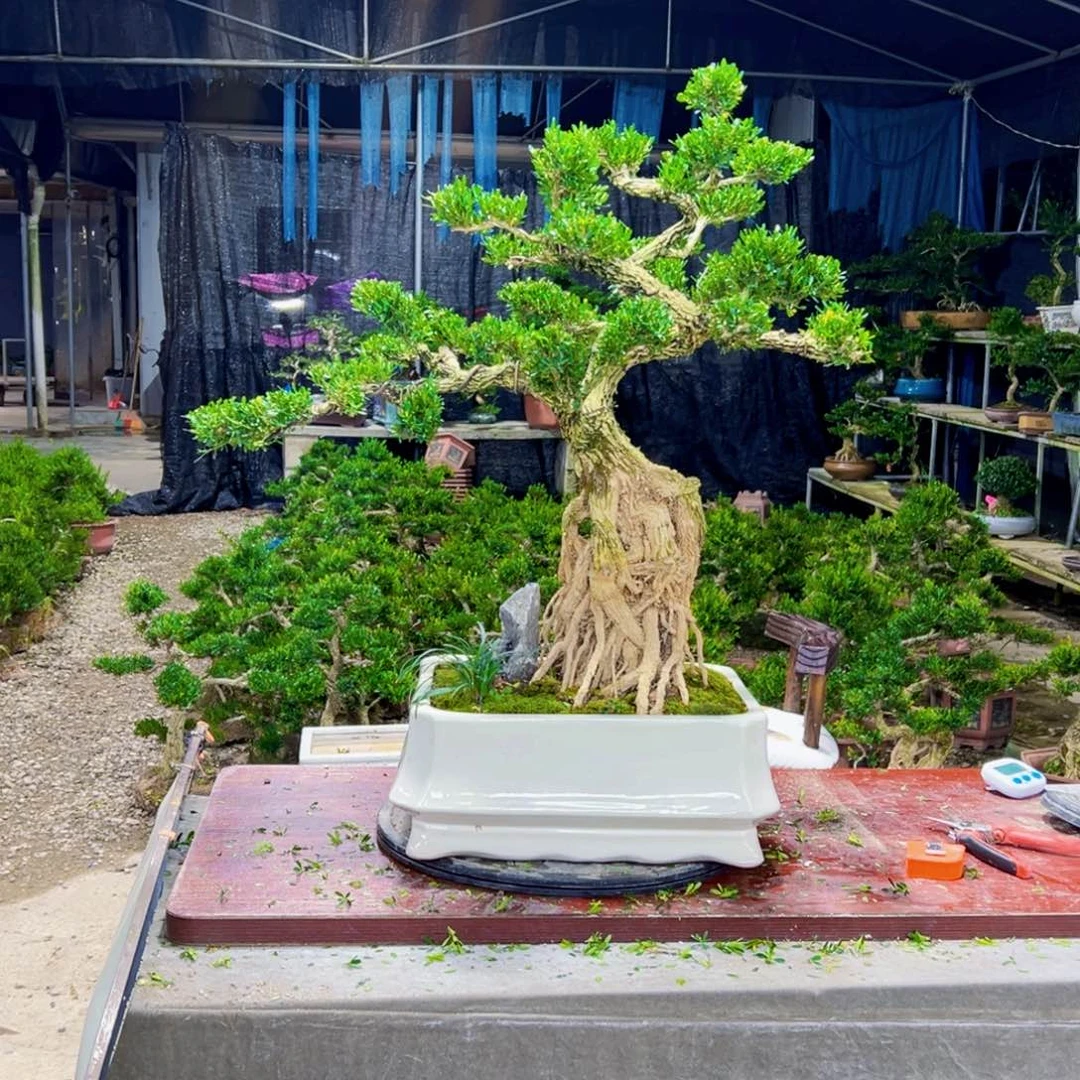 无花朵高端黄杨盆景艺术