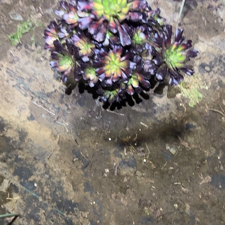 不包侧枝一物一拍11