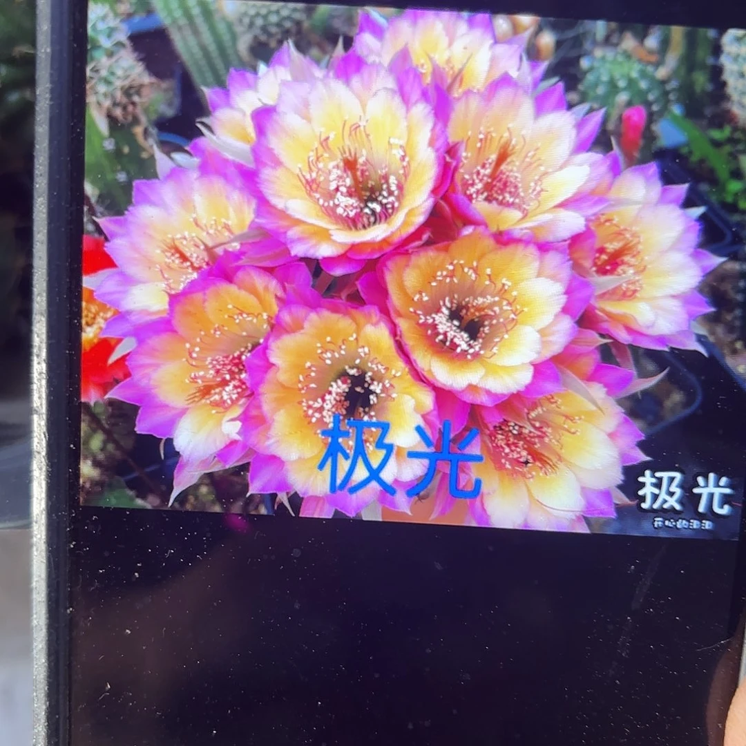 2颗极光侧牙20包邮19