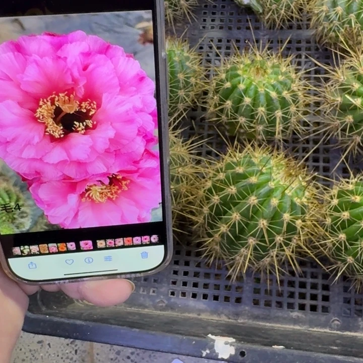 339毛柱4无根侧牙5公分左右，