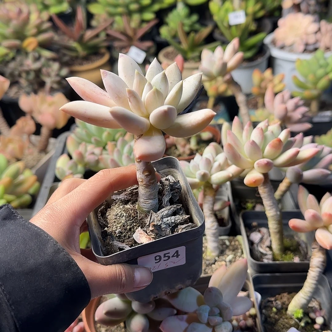 花*眠954号 一物一拍