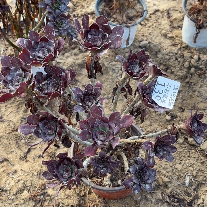 139红酒圆叶绣球1北