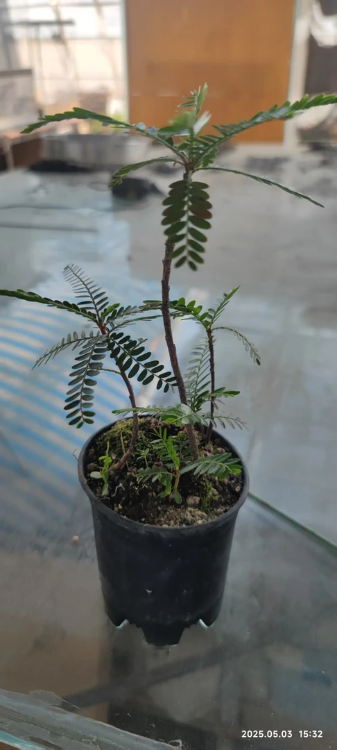 办公室桌摆小绿植系列29.8