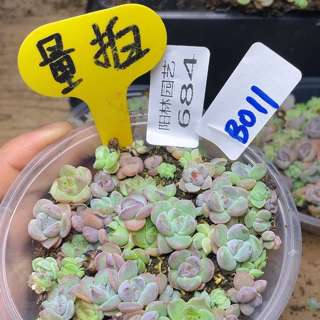 量拍多肉植物多肉植物684