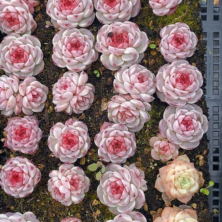 48 多肉植物盆栽花卉植物