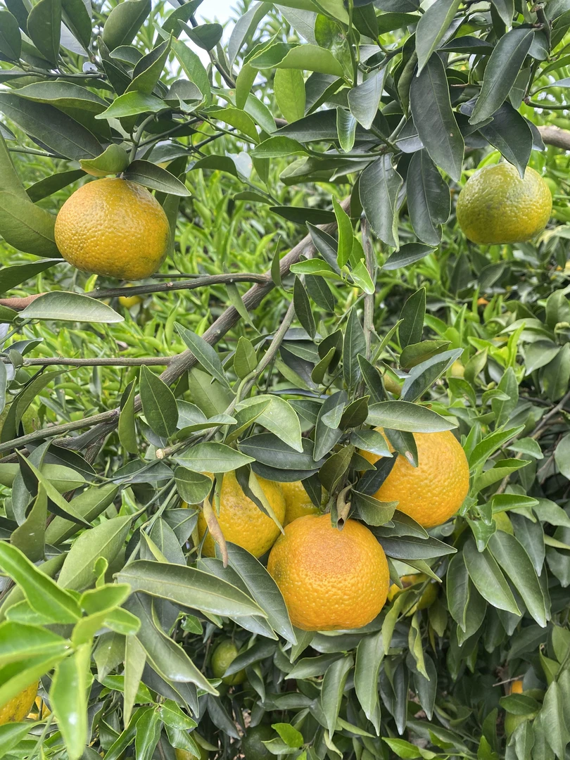 2025年新会茶坑圈枝冬后大红鲜果新会陈皮鲜果