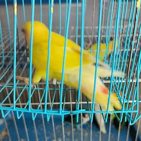 桃脸牡丹鹦鹉黄桃