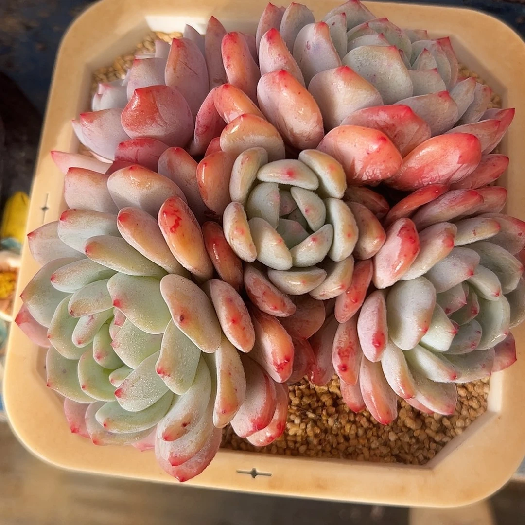 橙梦露捧花一物一拍