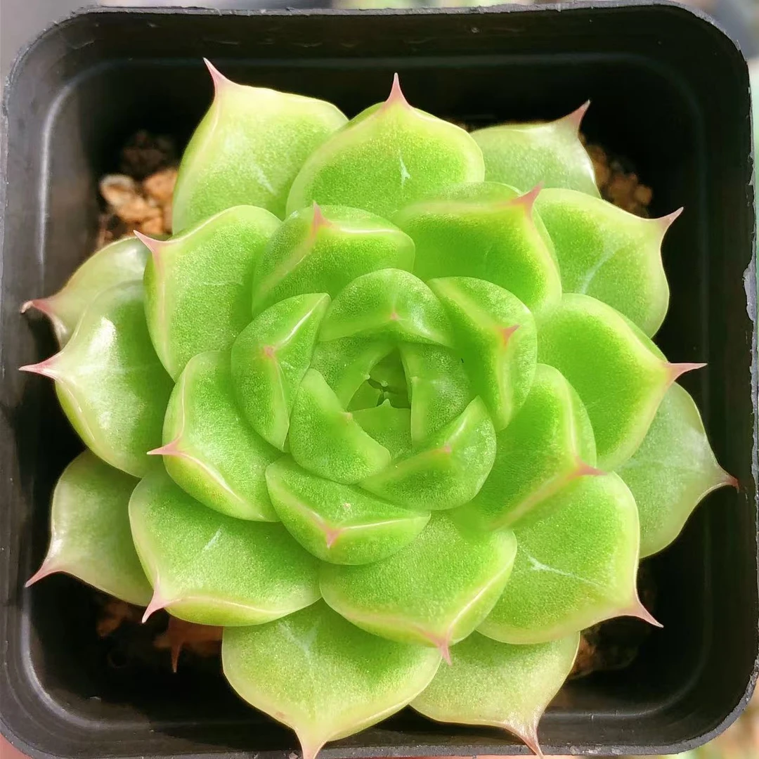 多肉植物    单头冰钻珍妮一颗（尺寸3-4左右）满28包邮除偏远