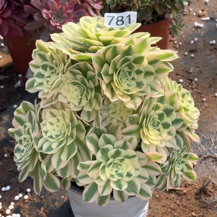 781多肉植物迈巴赫