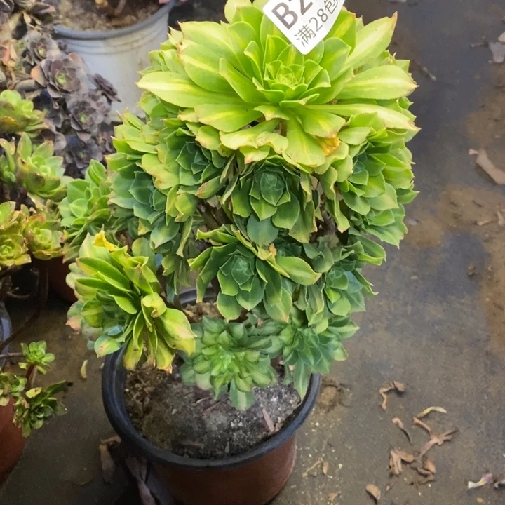 琉璃多肉断头不包229