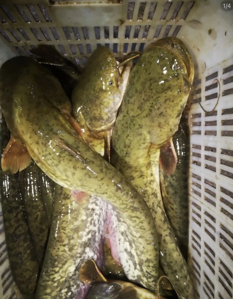 活体鱼四川大口鲢鱼观赏水族淡水饲养