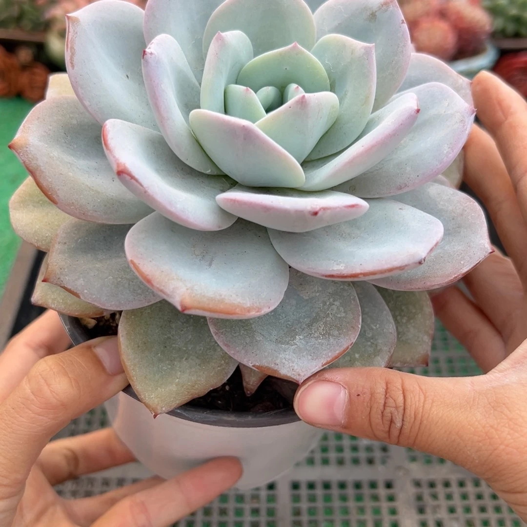 表妹精品多肉植物338.