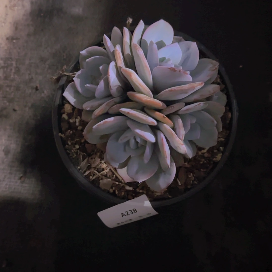 神***）A238奶茶四头