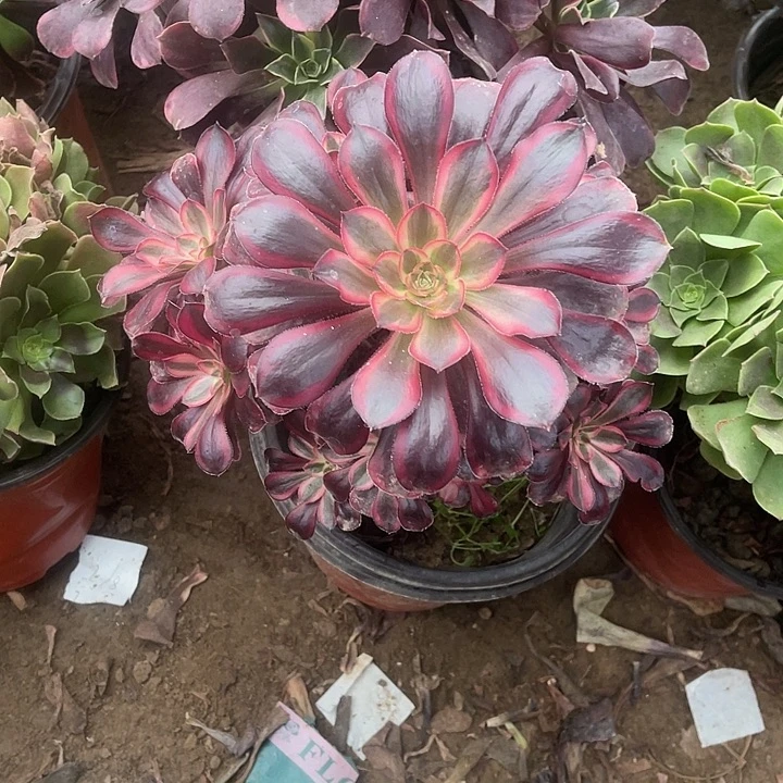 香娜儿玫瑰玫瑰玫瑰