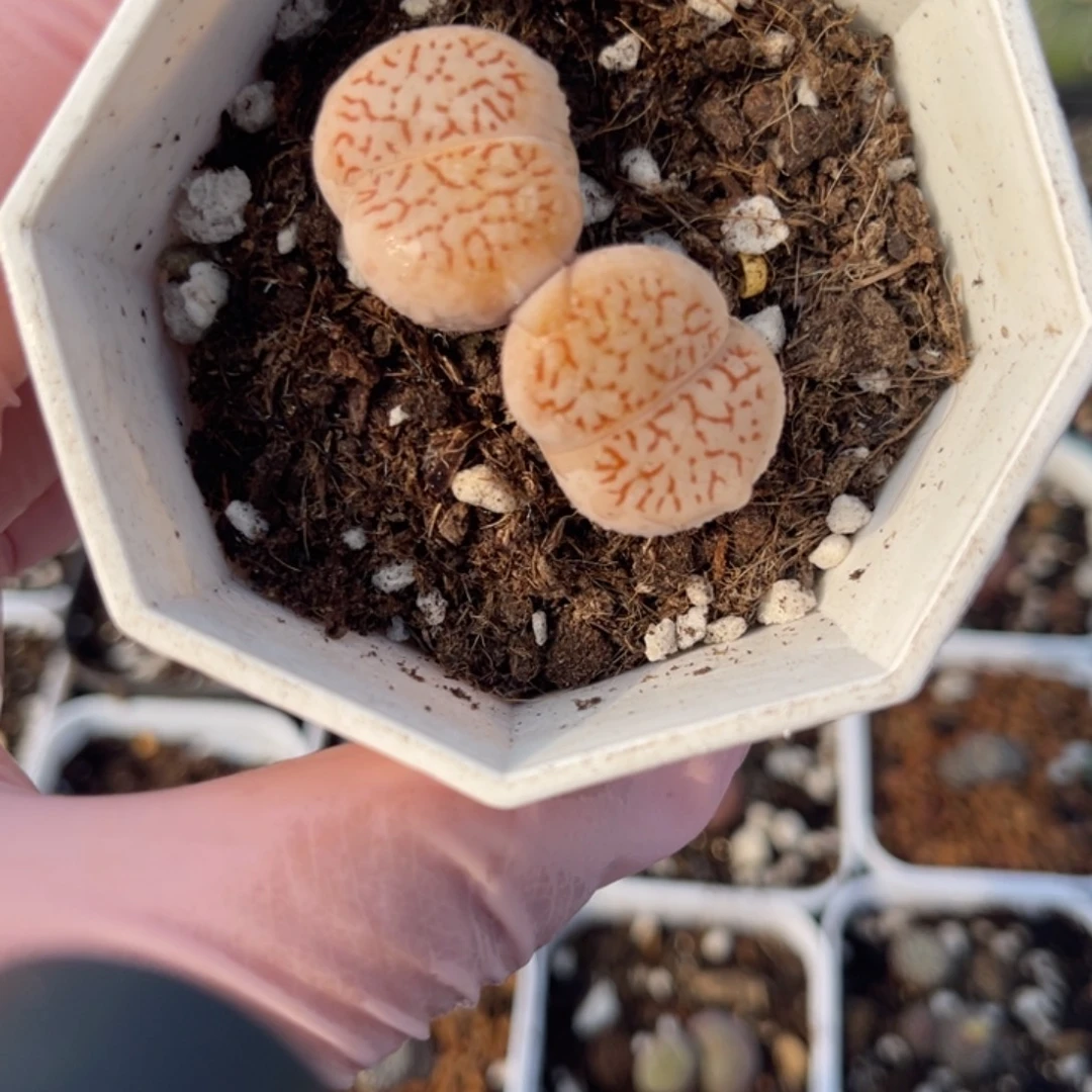 多肉植物一物一拍20