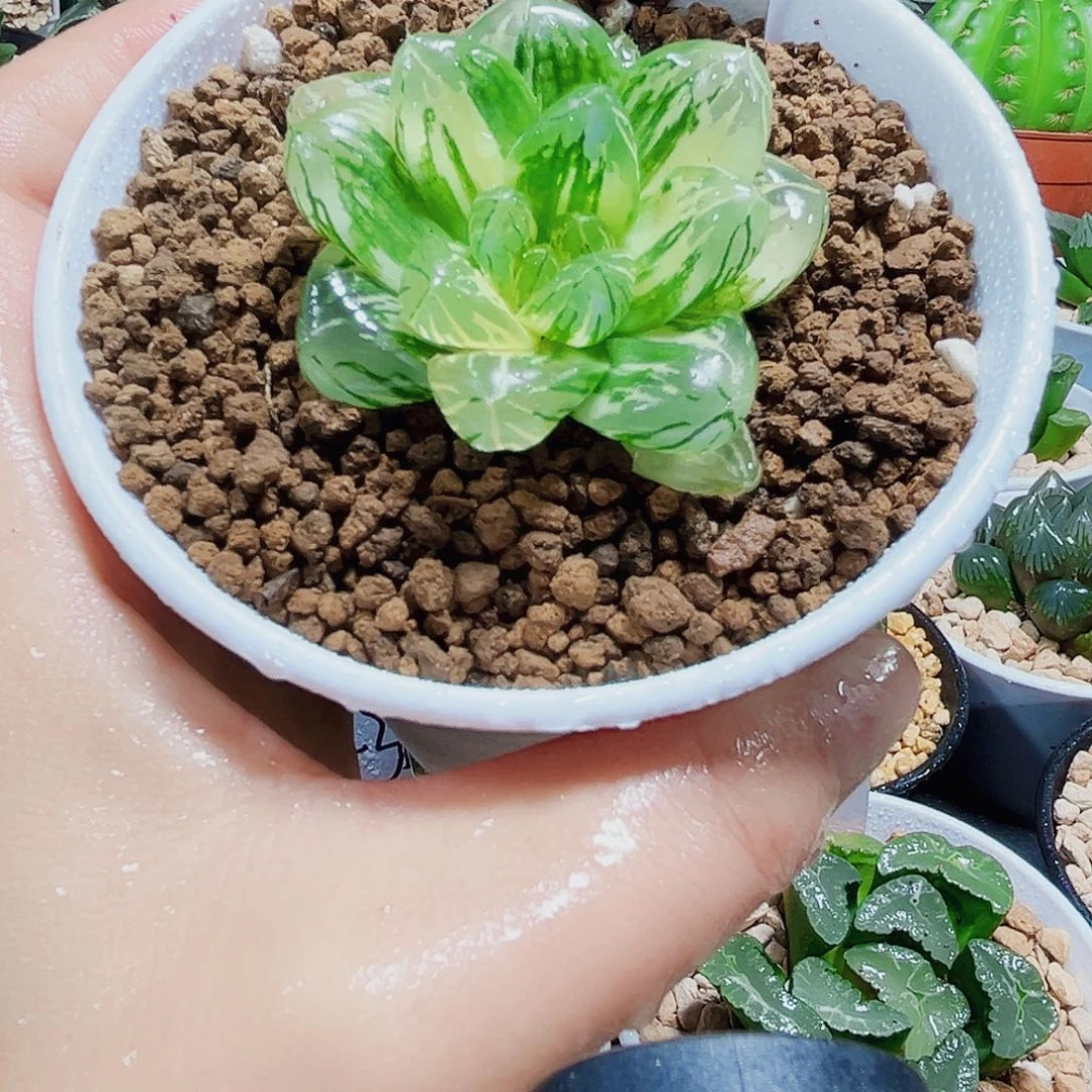 花火锦多肉植物多肉植物