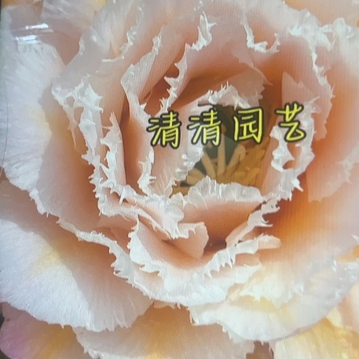 清清颜如玉侧牙瑕疵黑点