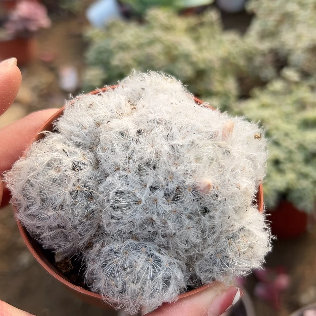 多肉植物白星开花