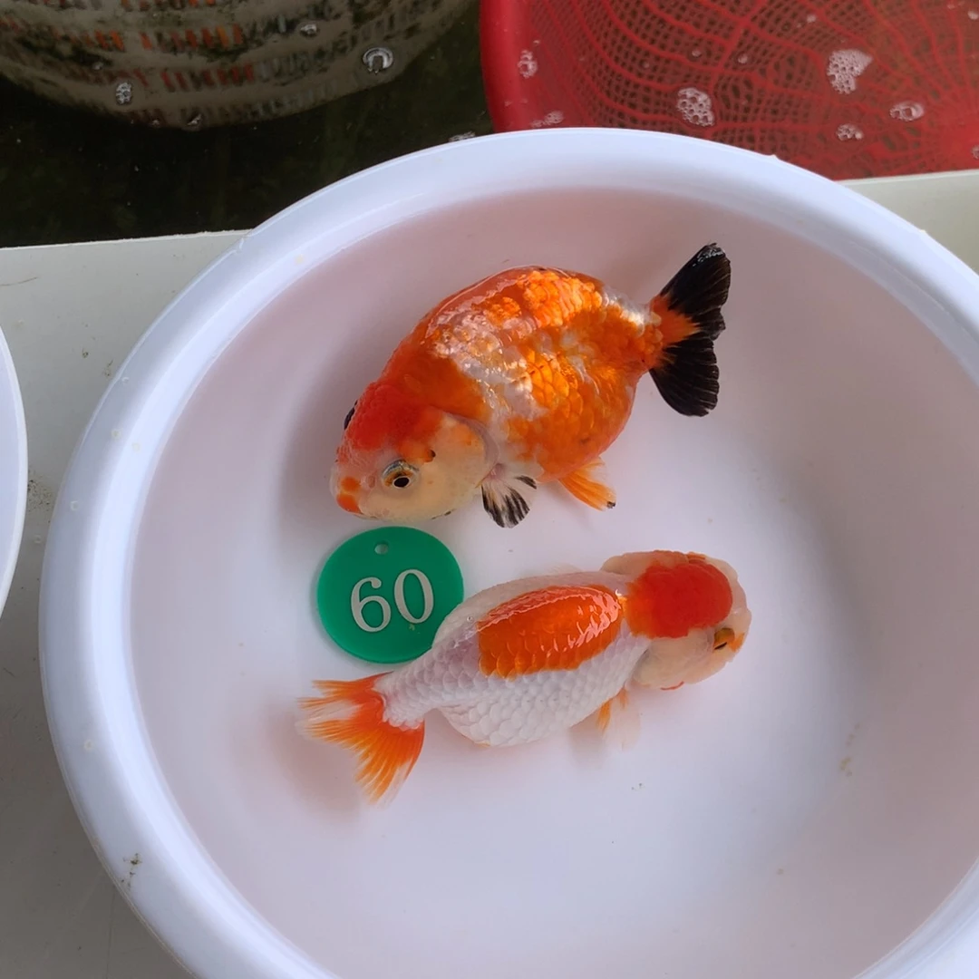 金鱼111111111111111111