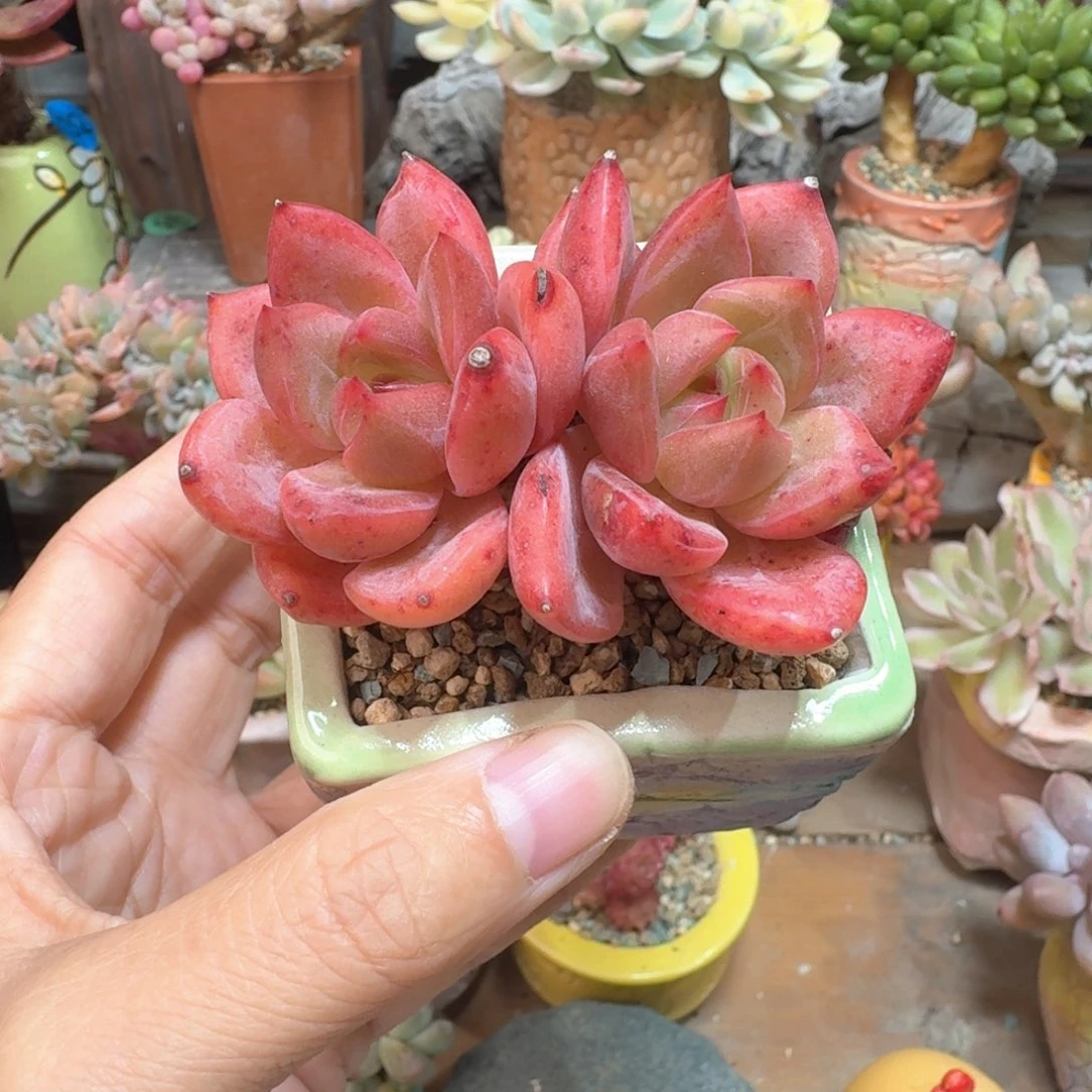 精品 多肉含盆土 一物一拍