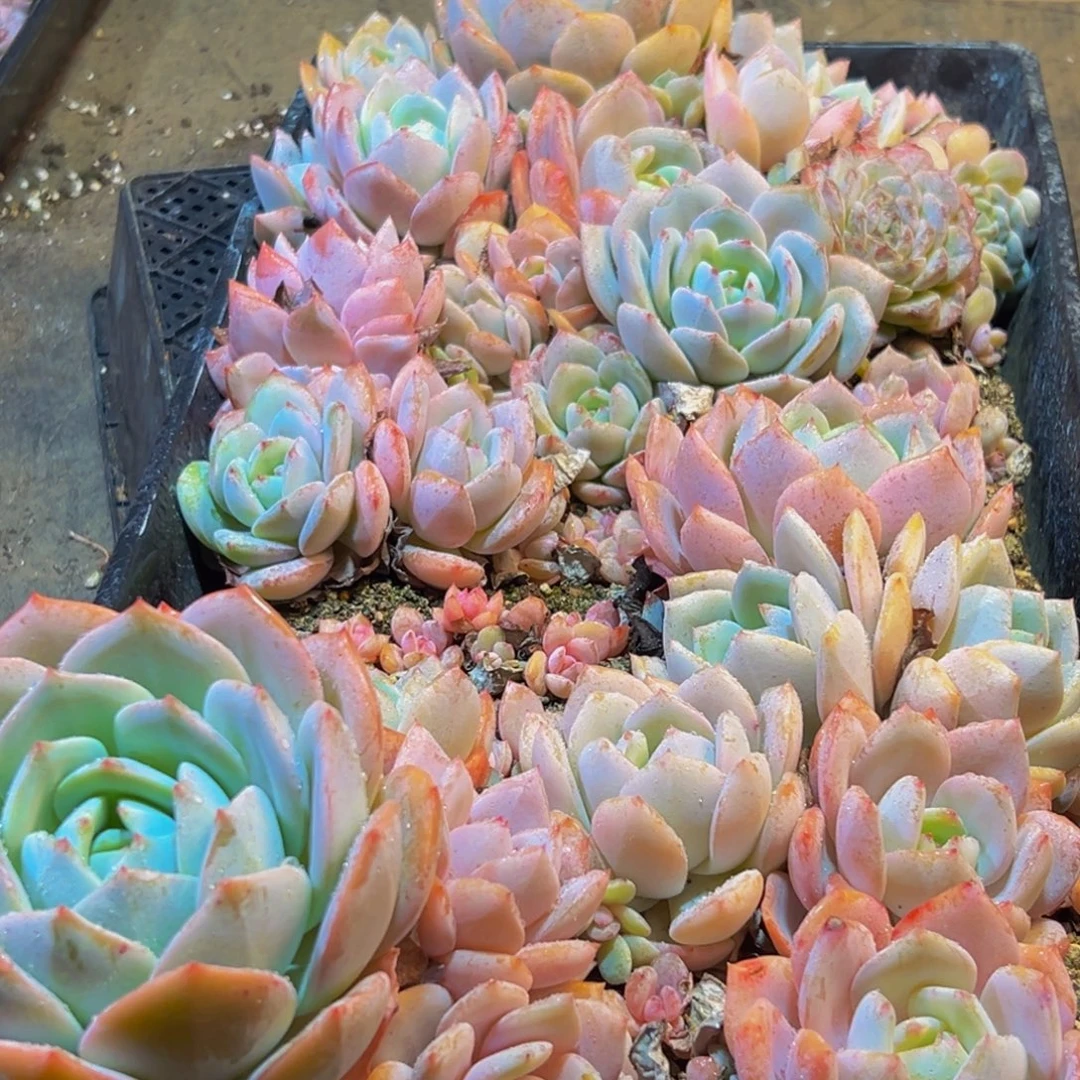 996多肉葡萄的味道是真的很