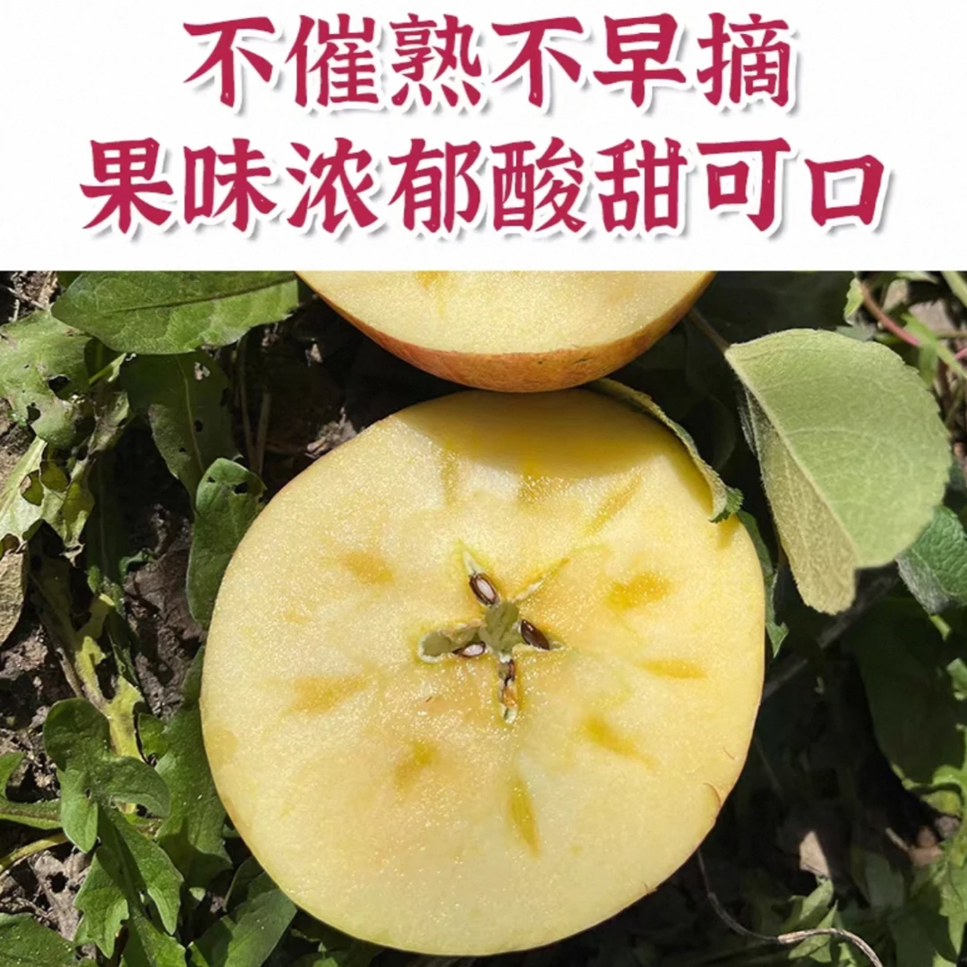 【平台推荐】新疆阿克苏黄金奶油苹果甜脆新鲜水果牛奶苹果新疆维吾尔自治区