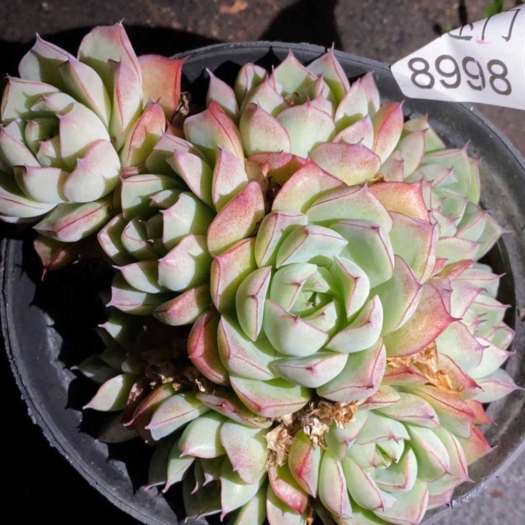 不包掉头~8998~12厘米