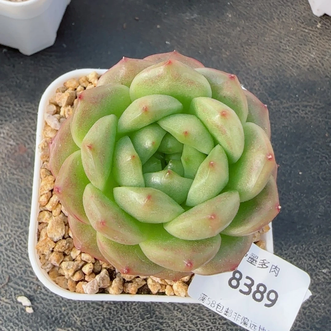 灯泡珍妮，8389多肉植物