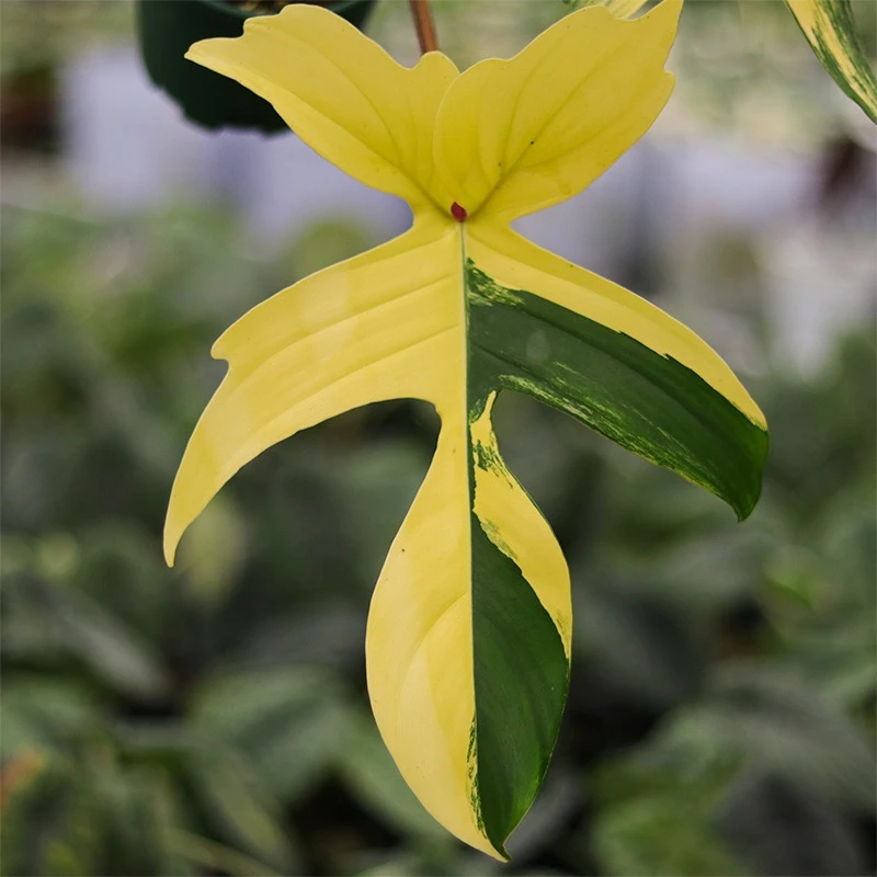 佛罗里达美人锦/飞机蔓绿绒 进口锦化植物室内好养盆栽浇浇植物